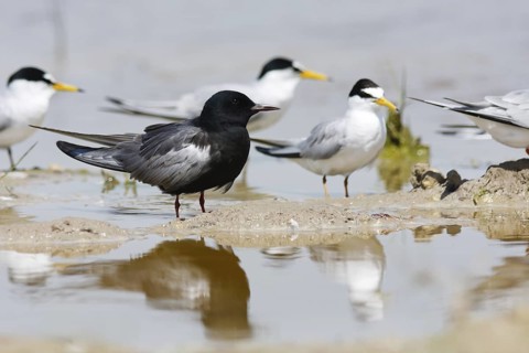 White-winged Tern (Chlidonias leucopterus), Turkey