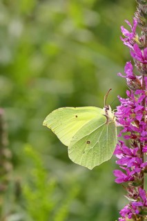 Lemon butterfly (Gonepteryx rhamni) feeding on a flower of purple loosestrife (Lythrum salicaria),