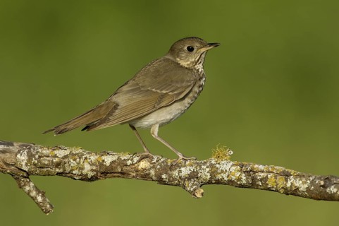 Grey-cheeked Thrush (Catharus minimus), Texas, USA