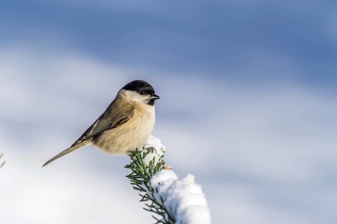 Swamp tit (Parus palustris) Marsh Tit • Baden-Württemberg, Germany, Baden-Württemberg, Federal