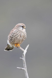 Common Kestrel (Falco tinnunculus) female perched on a branch, North Rhine-Westphalia, Germany