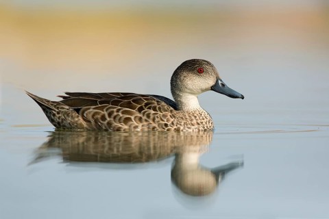 Grey Teal (Anas gracilis), Victoria, Australia