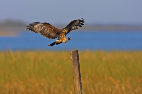 Snail Kite (Rostrhamus sociabilis), Florida, USA