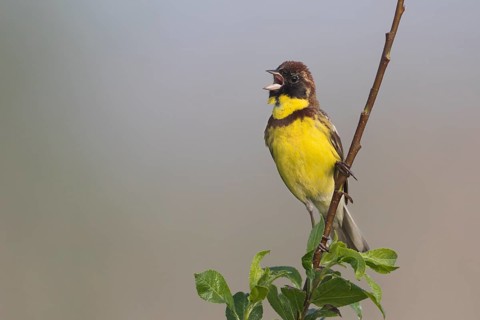 Yellow-breasted Bunting - Weidenammer - Emberiza aureola ssp. aureola, Russia, 1st S male