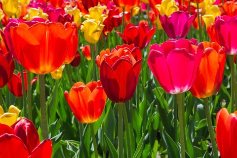 Tulipa 'Sunshine Mixture', Single Late Tulip flowers in spring, Quebec, Canada