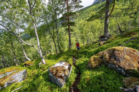 Hiker on a hiking trail in the forest, sun shining through trees, forest with birches, Innerdalen,