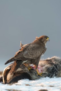Common Buzzard (Buteo buteo), Mecklenburg-Western Pomerania, Germany