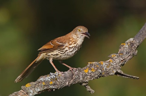 Brown Thrasher (Toxostoma rufum) calling, Michigan, USA