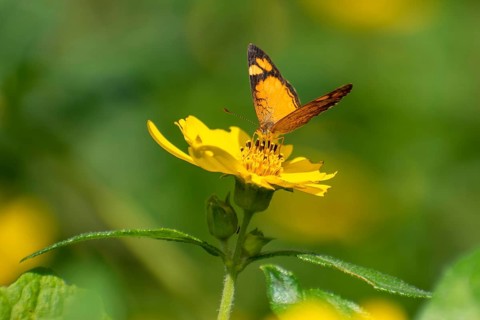 Butterfly of the species Claudina (Tegosa claudina) on a yellow flower in Buenos Aires, Argentina