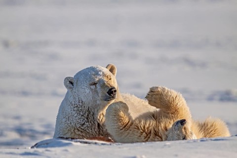 Polar bears (Ursus maritimus), mother polar bear playing with young in the snow, Kaktovik, Arctic