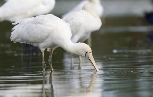 Yellow-billed Spoonbill (Platalea flavipes), Victoria, Australia