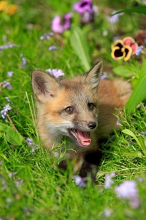 Red fox (Vulpes vulpes), young animal, meadow, flower, ten weeks old, portrait, Montana, USA, North