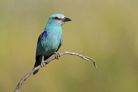 Roller, Almond Crow, (Coracias garrulus), animals, birds, raptors, raptor family, perch, biotope,