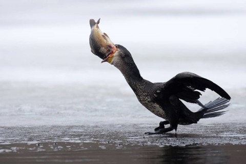 Great Cormorant (Phalacrocorax carbo), Hamburg, Germany