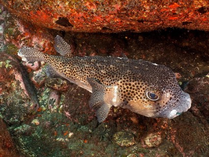 Porcupinefish (Chilomycterus reticulatus), dive site Malpique, La Palma, Canary Islands, Spain,