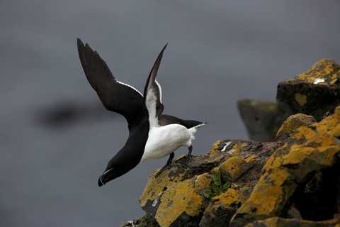 One Razorbill (Alca torda) lifting off of a coastal cliff in Latrabjarg, Iceland