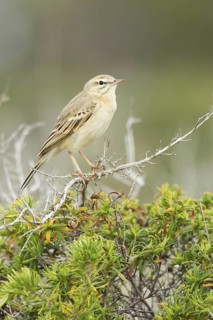 Tawny Pipit (Anthus campestris), Mallorca, Spain