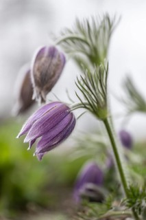 Pasque flower (Pulsatilla vulgaris), Emsland, Lower Saxony, Germany