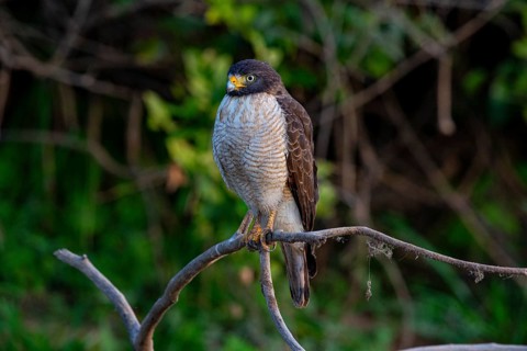 Roadside hawk (Buteo magnirostris) Pantanal Brazil