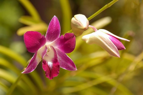 Left open flower of reddish pink orchid (Phalaenopsis), centre closed bud flower right opening
