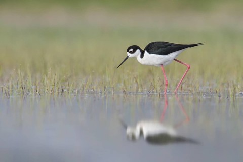 Black-necked Stilt (Himantopus mexicanus) feeding in a marsh in central Washington State, USA