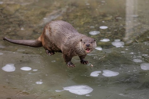 One Eurasian otter (Lutra lutra), walking on the ice of a frozen river