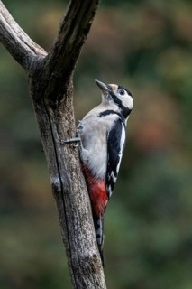 Great spotted woodpecker (Dedrocopos major), Emsland, Lower Saxony, Germany