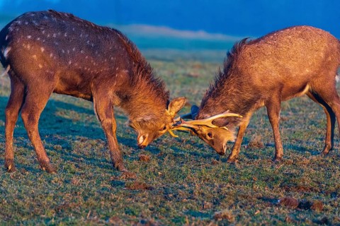 Two Dibowsky stags fighting on a meadow at sunrise, Cervus nippon hortulorum