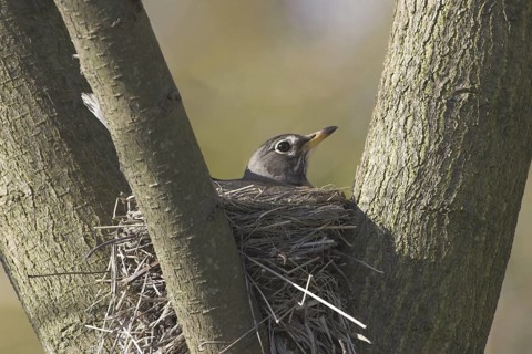 American Robin (Turdus migratorius), British Columbia, Canada