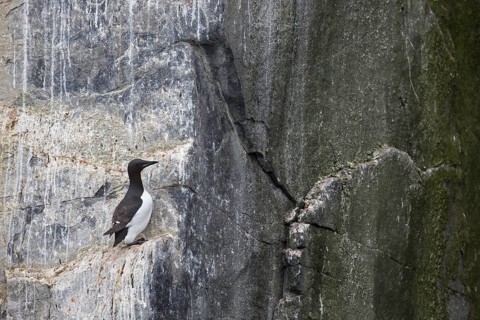 Thick-billed murre (Uria lomvia), Brünnich's guillemot on rock ledge in sea cliff in seabird