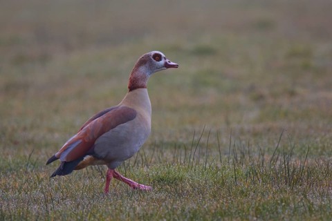 Egyptian Goose (Alopochen aegyptiaca), North Rhine-Westphalia, Germany