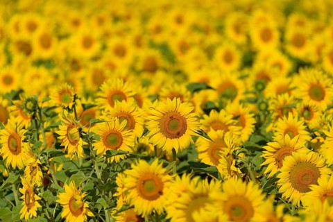 Sunflower field, sunflower (Helianthus annuus) in bloom, North Rhine-Westphalia, Germany