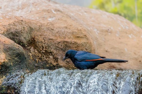A male red-winged starling (Onychognathus morio) bathes in a small stream above a waterfall.