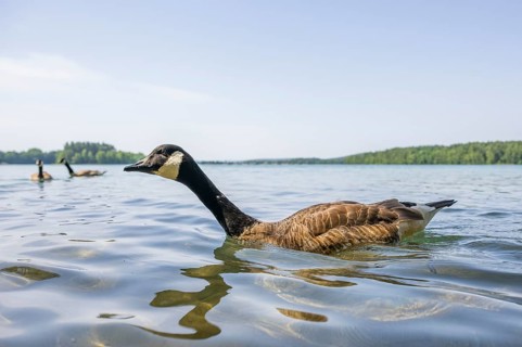 Canada goose (Branta canadensis) swimming on a lake, Bavaria, Germany