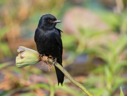 Black Drongo (Dicrurus macrocercus), Bueng Boraphet, Thailand