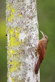 Black-banded Woodcreeper (Dendrocolaptes picumnus) perched on a branch in Manu National Park, Peru