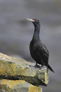 Red-faced Cormorant (Phalacrocorax urile), Alaska, USA