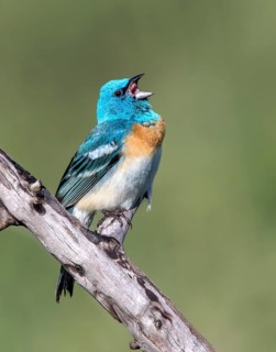 A male Lazuli Bunting (Passerina amoena), sings from a perch in Thoedore Roosevelt national Park,
