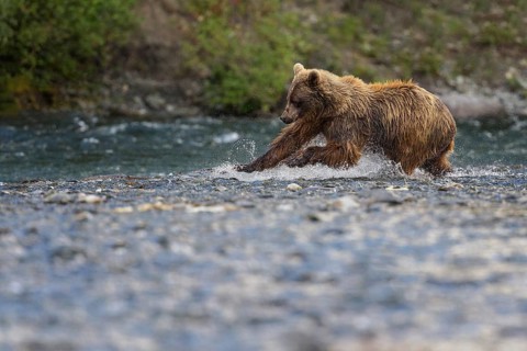 Grizzly Bear (Ursus arctos horribilis) hunting Pacific Salmon, British Columbia, Canada