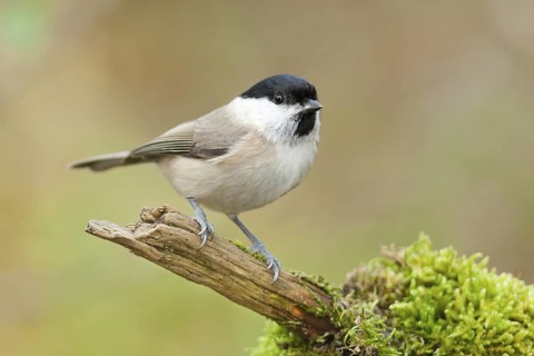 Marsh Tit (Poecile palustris), Baden-Wuerttemberg, Germany
