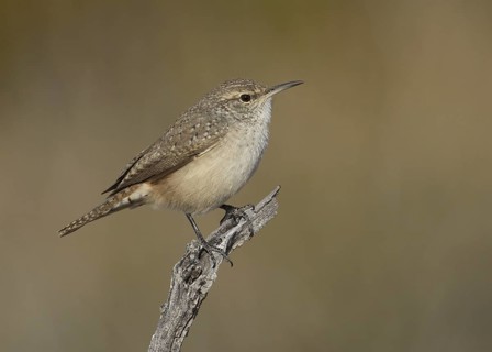 Rock Wren (Salpinctes obsoletus), New Mexico, USA