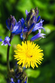 Common Sowthistle, Sonchus arvensis and Bluebell, Hyacinthoides non-scripta, flowers in spring