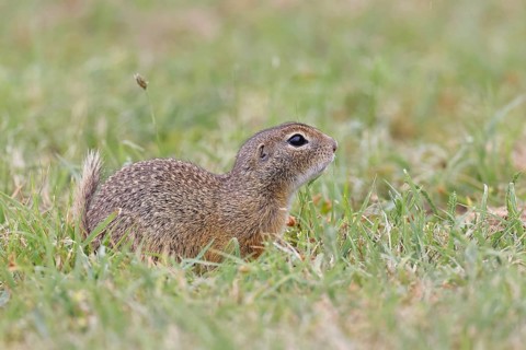 European ground squirrel (Spermophilus citellus) in a meadow, Burgenland Austria