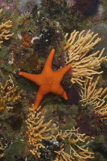 Red starfish (Callopatiria granifera)