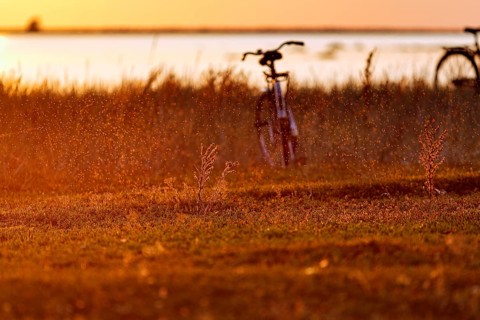 Swarm of mosquitoes, coastline with bicycle at sunset, Klintehamn, west coast of the island of