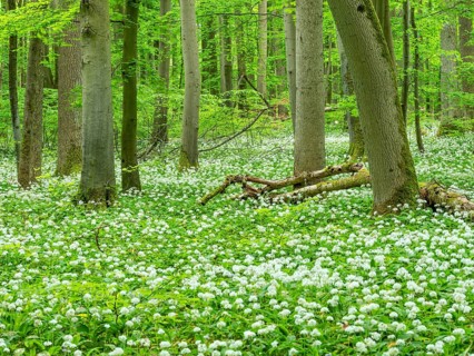 Wild garlic blossom (Allium ursinum) in the beech forest, Hainich National Park, Bad Langensalza,