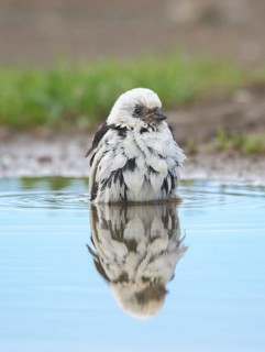 Snow Bunting (Plectrophenax nivalis insulae) male bathing, Iceland