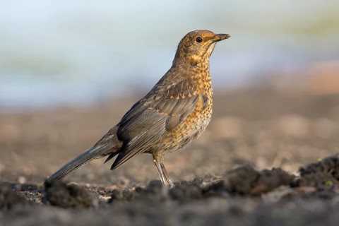 Common Blackbird (Turdus merula) juvenile, Victoria, Australia