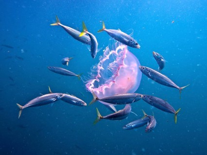 Box jellyfish (Aurelia aurita)