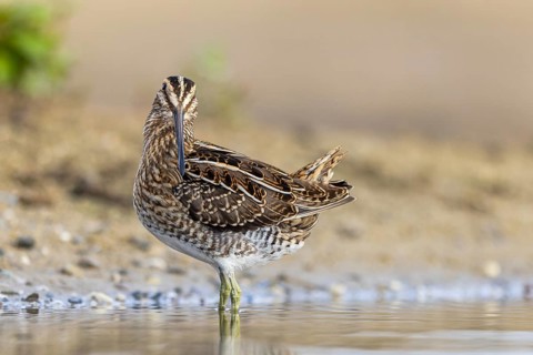 Common Snipe (Gallinago gallinago), North Rhine-Westphalia, Germany